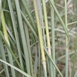 Stipa capillata Rhisgl