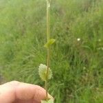 Draba muralis Leaf