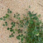 Medicago littoralis পাতা