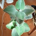 Kalanchoe beharensis Hoja