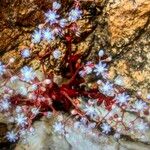 Sedum caeruleum Квітка