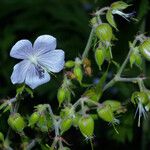 Geranium pratense Λουλούδι