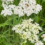 Achillea setaceaFleur