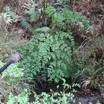 Oenanthe sarmentosa Habit