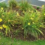 Hemerocallis minor Habit