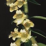 Digitalis lutea Blüte