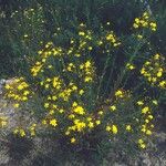 Hypericum linariifolium Flower