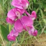 Lathyrus latifoliusফুল