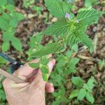 Galeopsis bifidaFlower