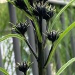 Helianthus salicifolius പുഷ്പം