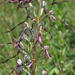 Himantoglossum adriaticum Flower