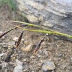 Carex haematostoma Plod