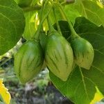 Solanum betaceum Fruit