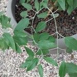 Salvia discolor Leaf