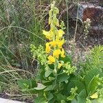 Crotalaria spectabilis Blomma