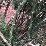 Asparagus umbellatus 樹皮