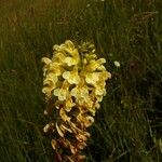 Pedicularis exaltata Bess. ex BungeFlower