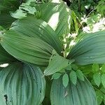 Veratrum nigrum 形态