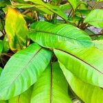 Heliconia stricta Leaf