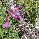 Vicia americana Цветок