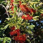 Stenocarpus sinuatus Virág
