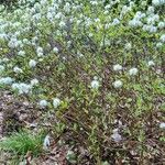 Fothergilla gardenii Hábito