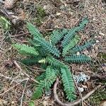 Blechnum spicant Hostoa