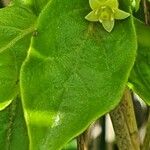 Pyrostria phyllanthoidea Leaf