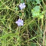 Wahlenbergia hederacea Flor