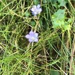 Wahlenbergia hederacea Flower