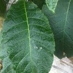 Brugmansia arborea Лист