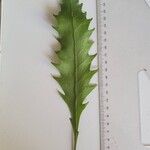 Lepismium houlletianum Leaf