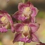 Epipactis atrorubens Flower