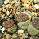 Lithops spp. 整株植物