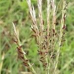 Bothriochloa ischaemum Flower