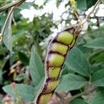 Cajanus cajan Fruit