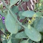 Agastache rupestris Leaf