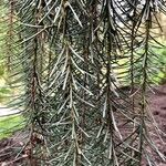 Picea breweriana Folha