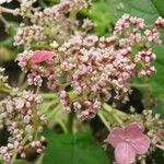 Hydrangea peruviana