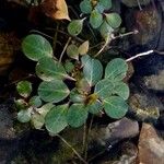 Ludwigia peploides Likasa