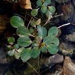 Ludwigia peploides Blad