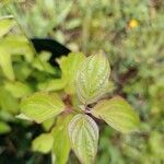 Cornus sericeaLeaf