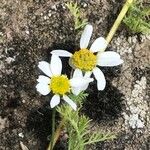 Anthemis cotula പുഷ്പം