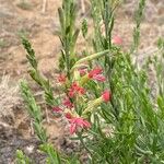 Oenothera suffrutescens Flor