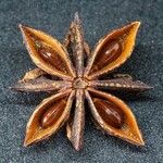 Illicium verum Fruit