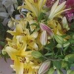 Lilium candidum Flors