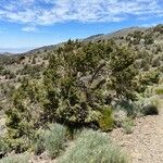 Pinus monophylla Habitus