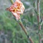Oenothera indecora 花