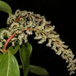 Miconia trinervia Flower