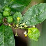 Solanum diphyllum Yaprak